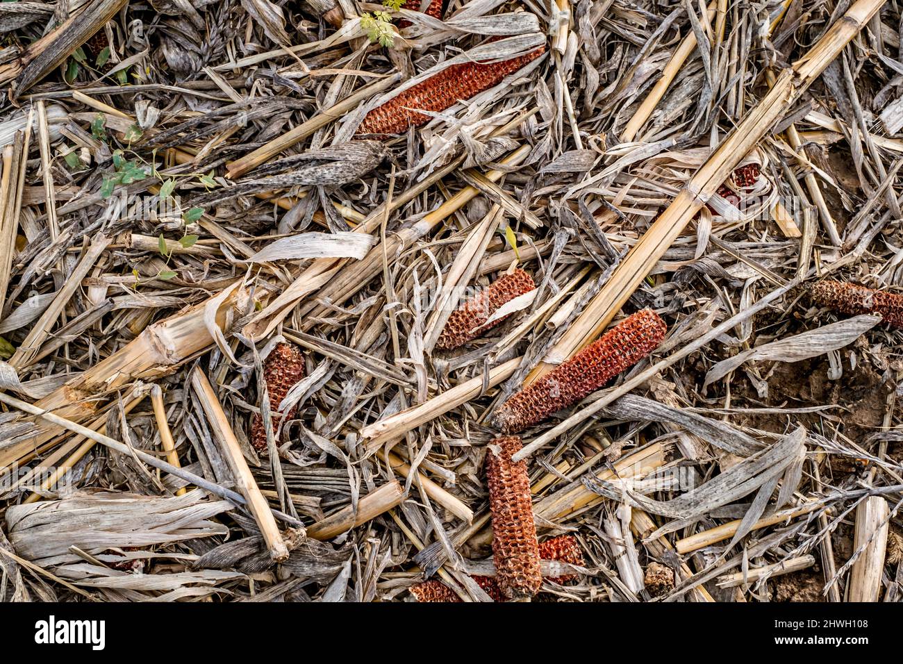 Leftover corn cob after threshing. Waste of food. top view Stock Photo