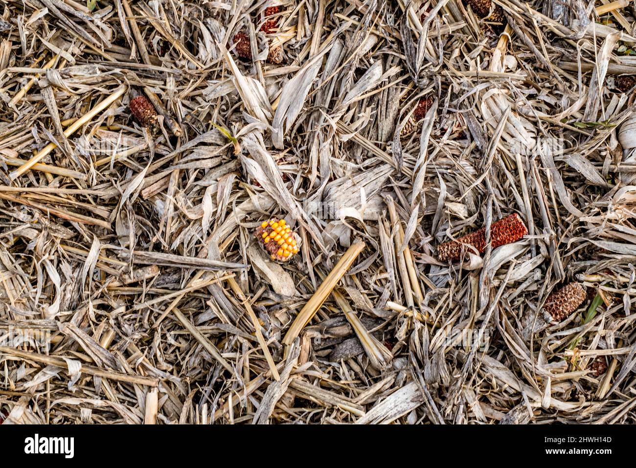 Leftover corn cob after threshing. Waste of food. top view Stock Photo