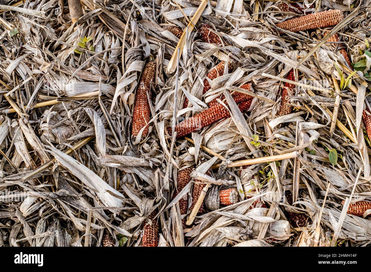 Leftover corn cob after threshing. Waste of food. top view Stock Photo