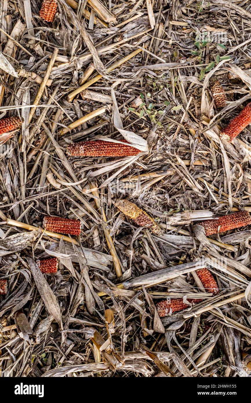Leftover corn cob after threshing. Waste of food. top view Stock Photo