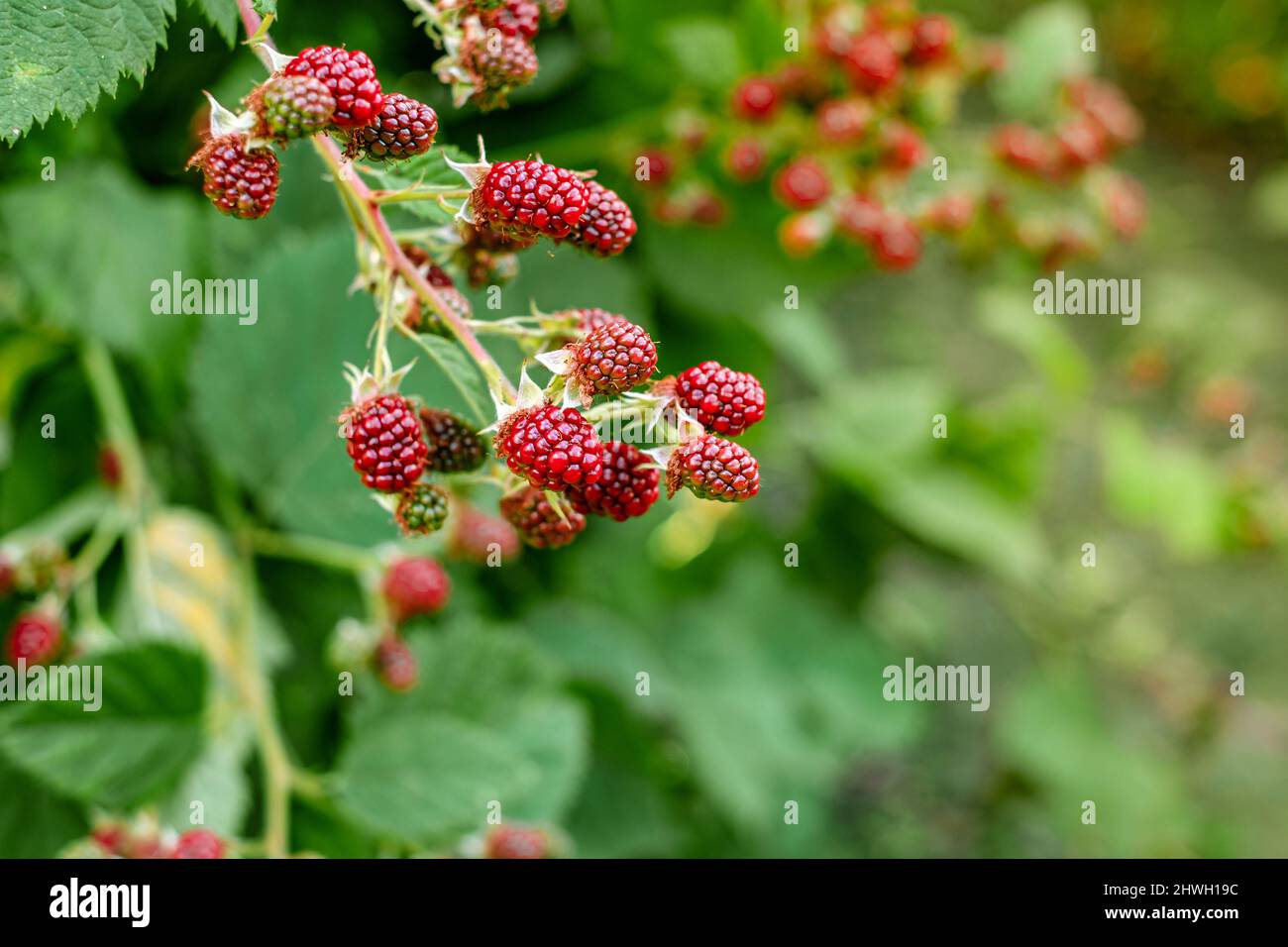 raspberry bushes in the garden Stock Photo Alamy