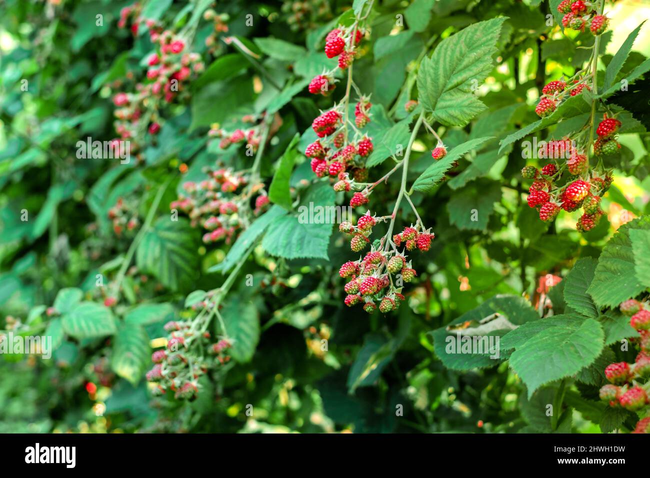 raspberry bushes in the garden Stock Photo Alamy