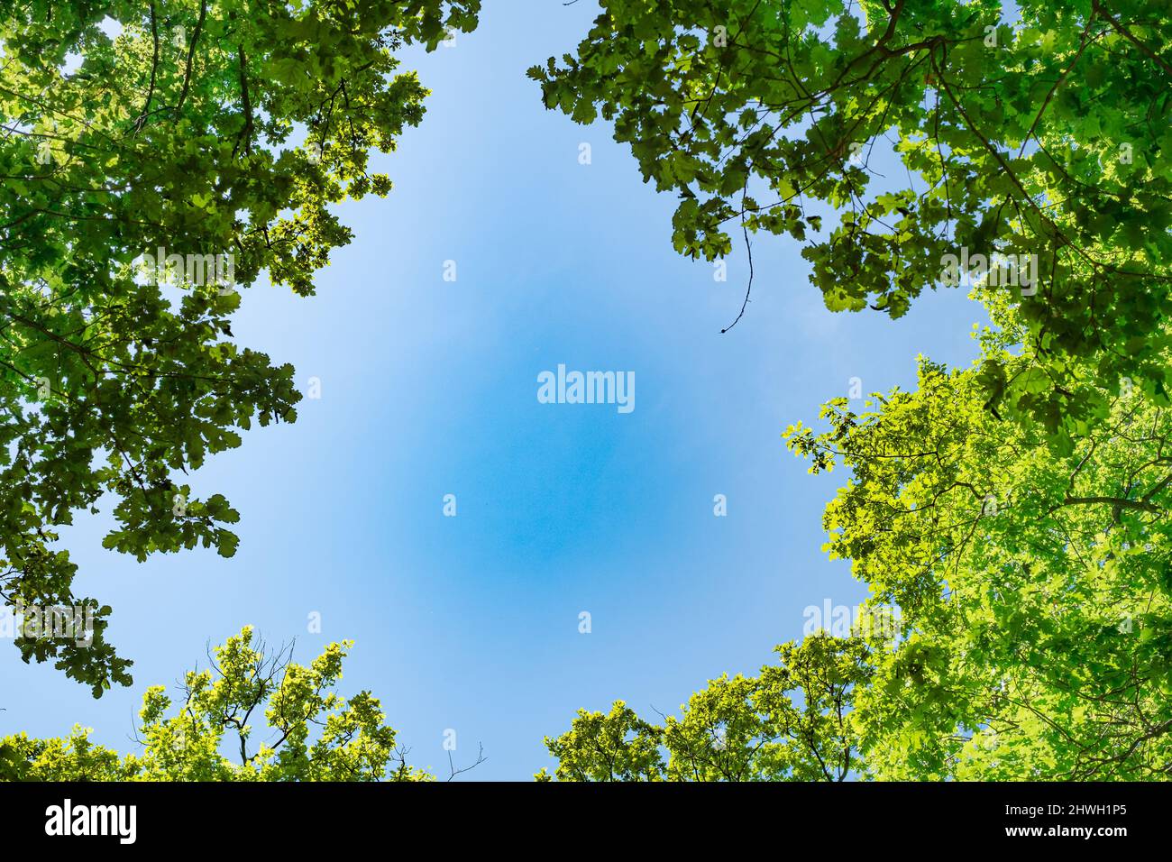 spring oak branches on the blue sky, Bottom view Stock Photo - Alamy