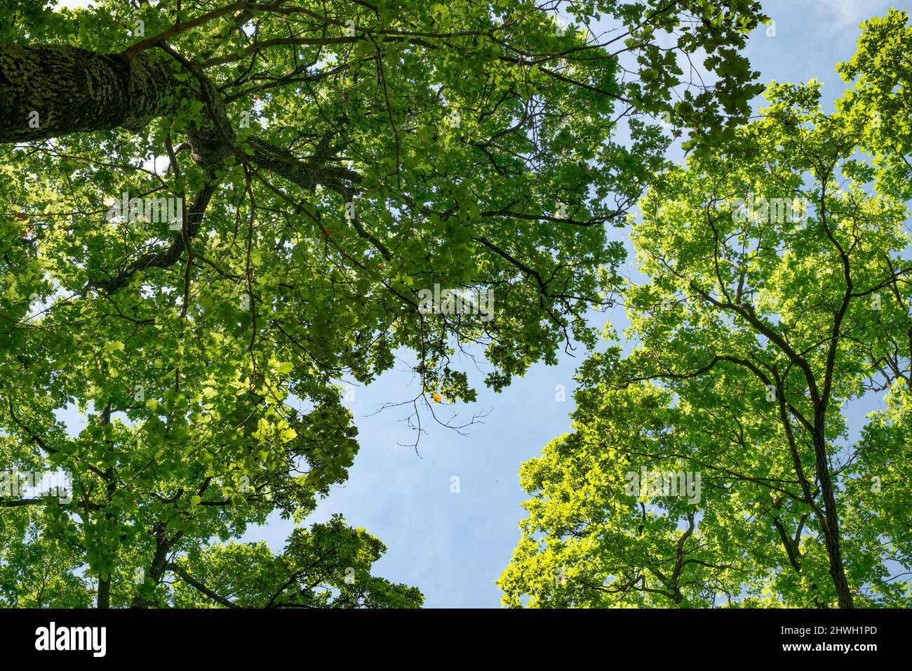 spring oak branches on the blue sky, Bottom view Stock Photo - Alamy