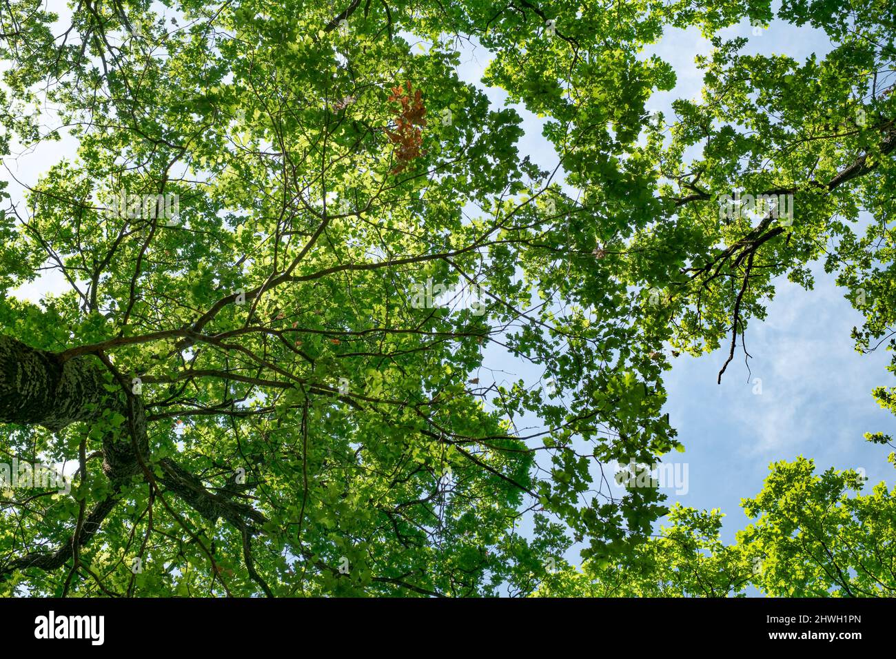 spring oak branches on the blue sky, Bottom view Stock Photo - Alamy