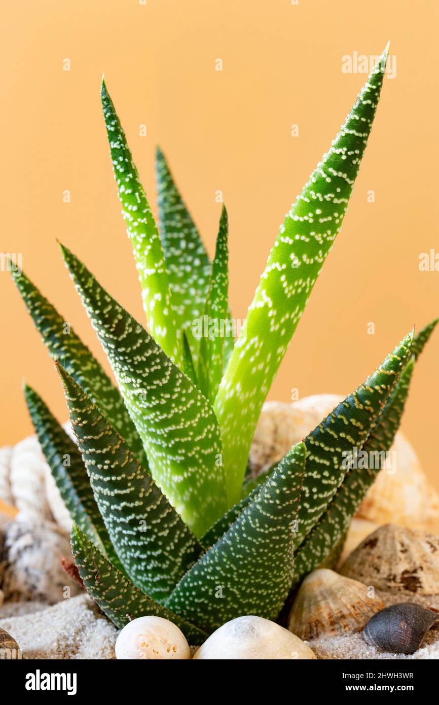 Haworthia plant indoors hi-res stock photography and images - Alamy