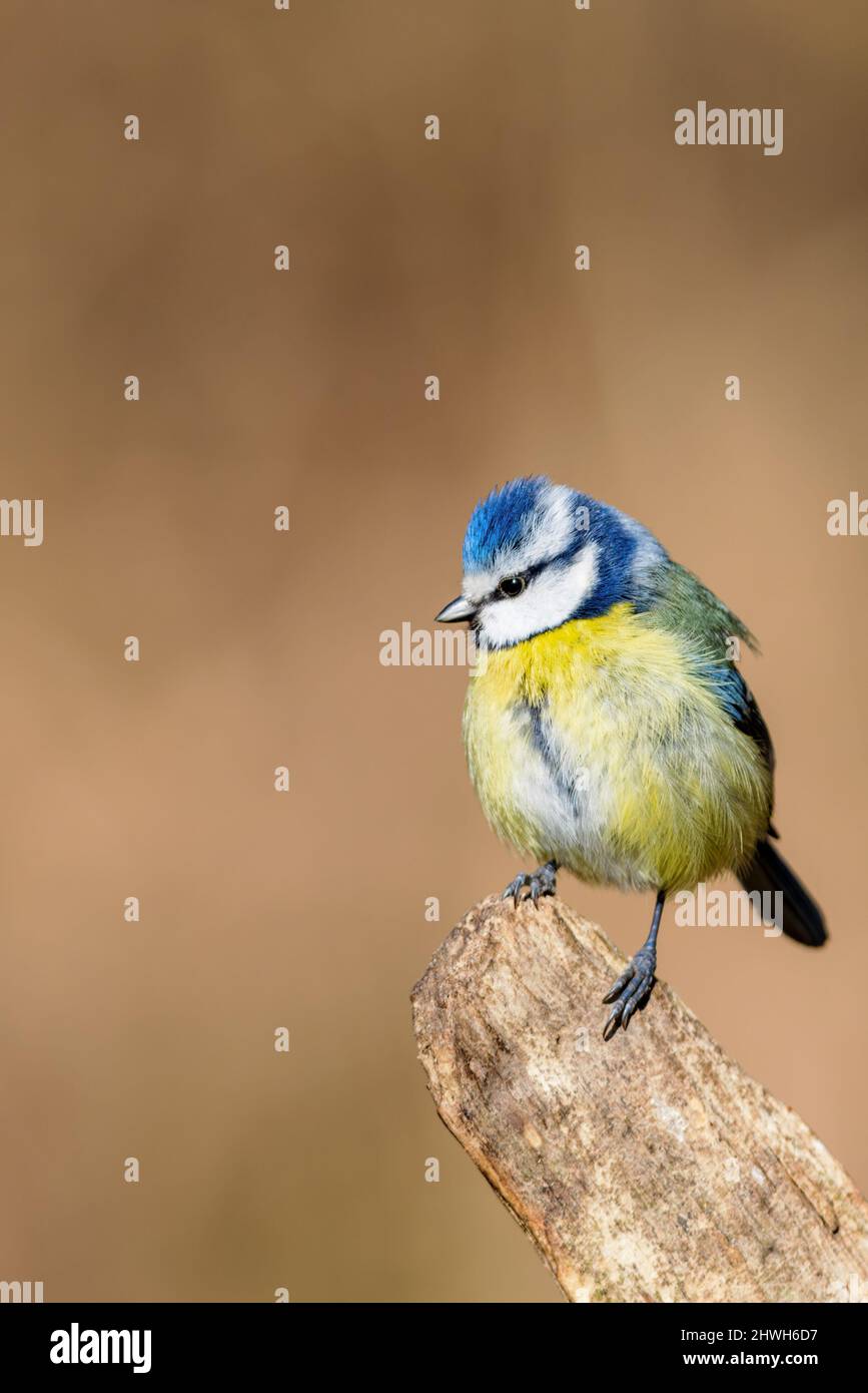 Eurasian blue tit (Cyanistes caeruleus) in spring in the nature protection area Mönchbruch near Frankfurt, Germany. Stock Photo