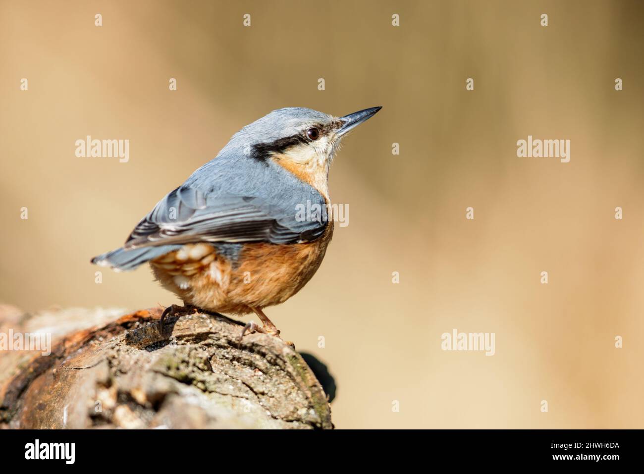 Eurasian nuthatch (Sitta europaea) in spring in the nature protection area Mönchbruch near Frankfurt, Germany. Stock Photo