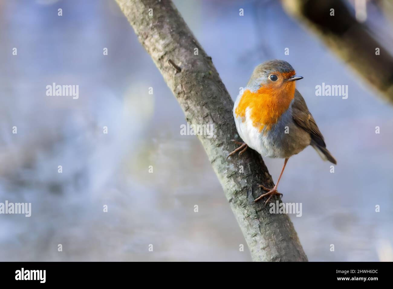 European robin (Erithacus rubecula) sitting in a bush in spring in the nature protection area Mönchbruch near Frankfurt, Germany. Stock Photo