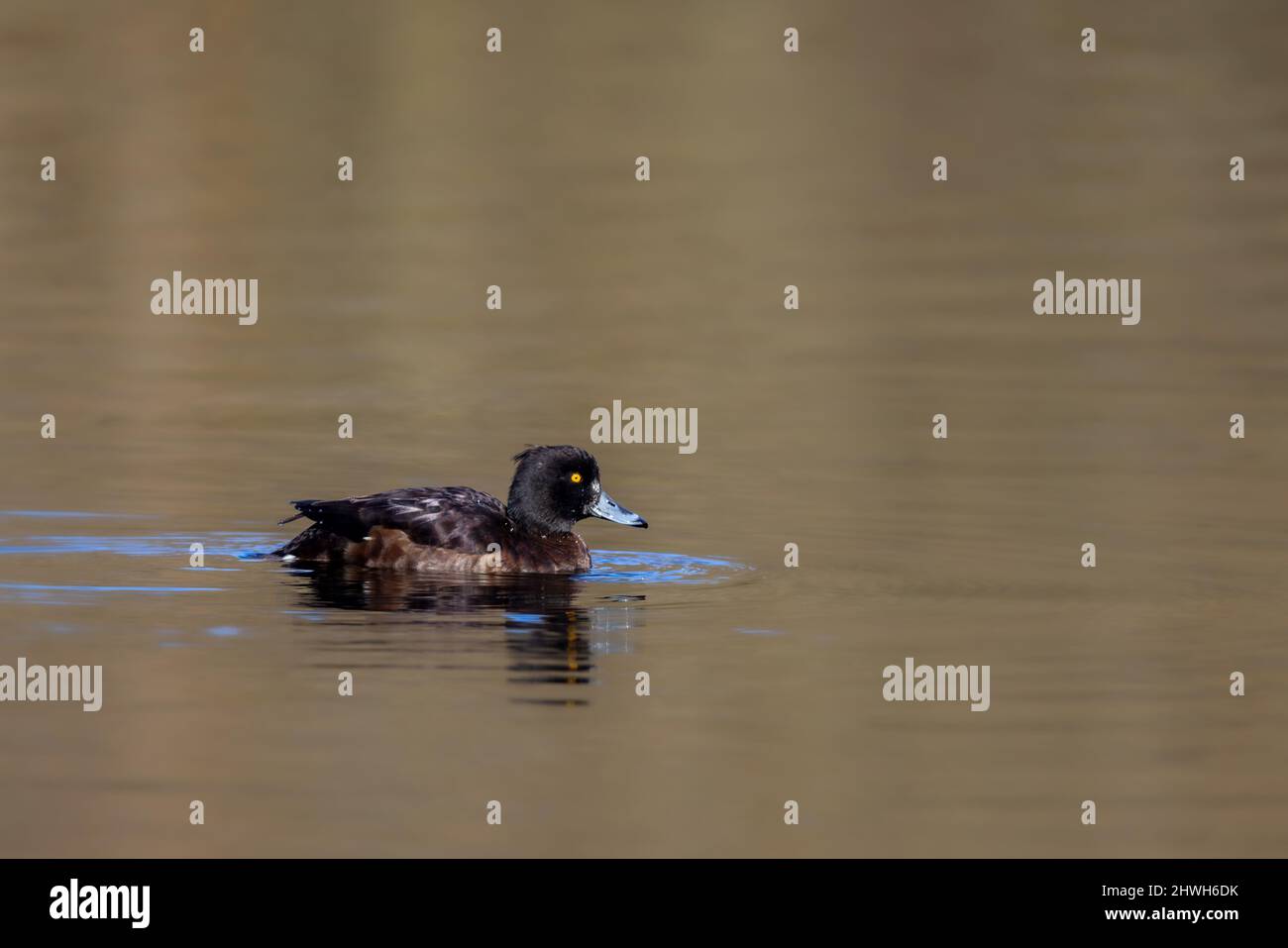 Female Tufted duck (Aythya fuligula) swimming on a lake in the nature protection area Mönchbruch near Frankfurt, Germany. Stock Photo