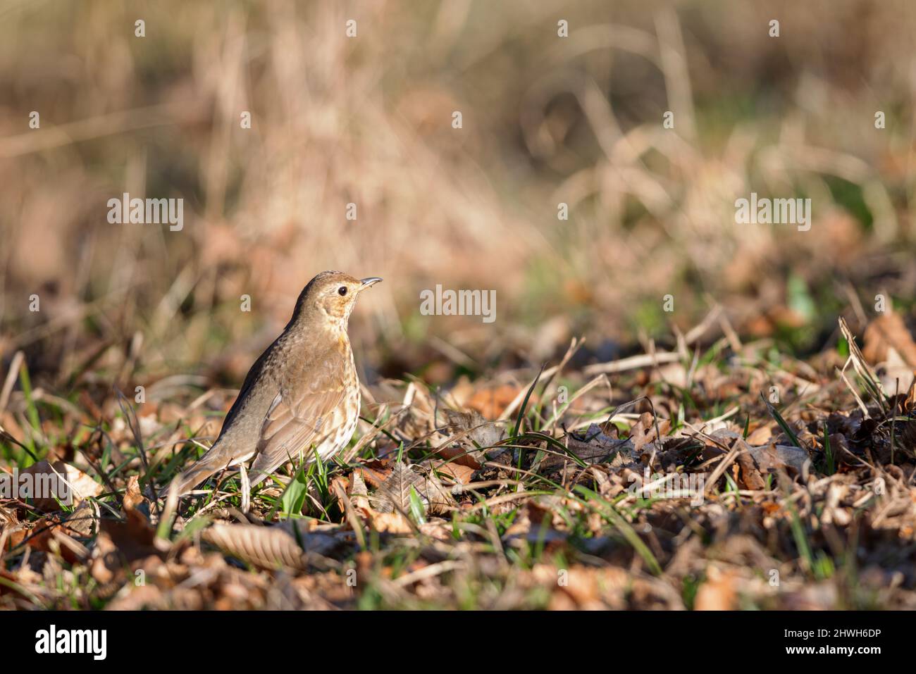 Song thrush (Turdus philomelos) on the forest floor in spring in the nature protection area Mönchbruch near Frankfurt, Germany. Stock Photo