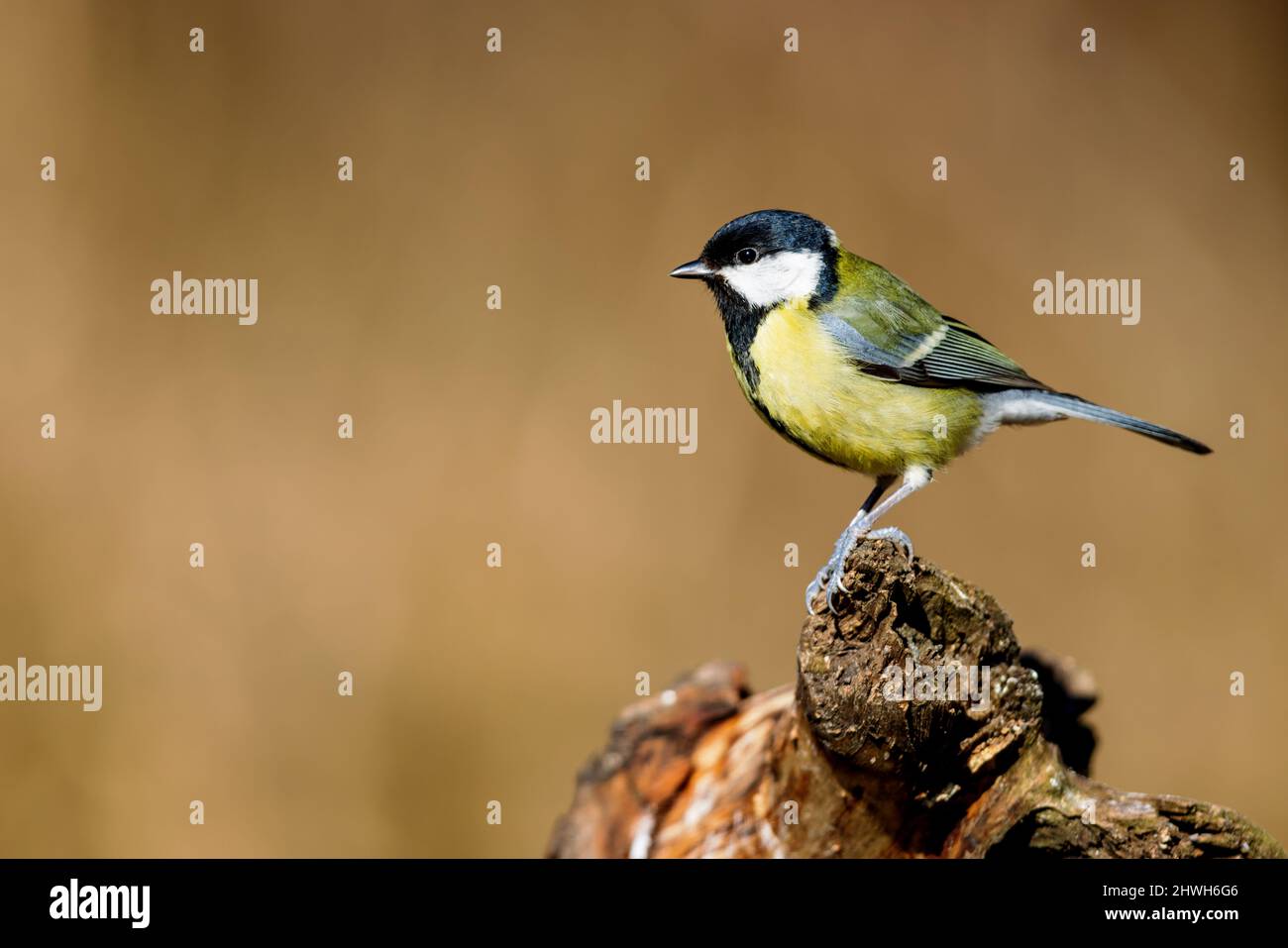 Great Tit (Parus major) in spring in the nature protection area Mönchbruch near Frankfurt, Germany. Stock Photo