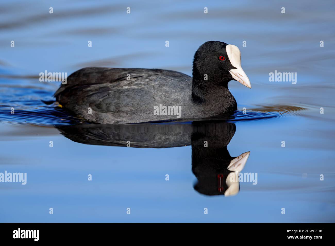 Eurasian coot (Fulica atra) swimming on a lake in the nature protection area Mönchbruch near Frankfurt, Germany. Stock Photo