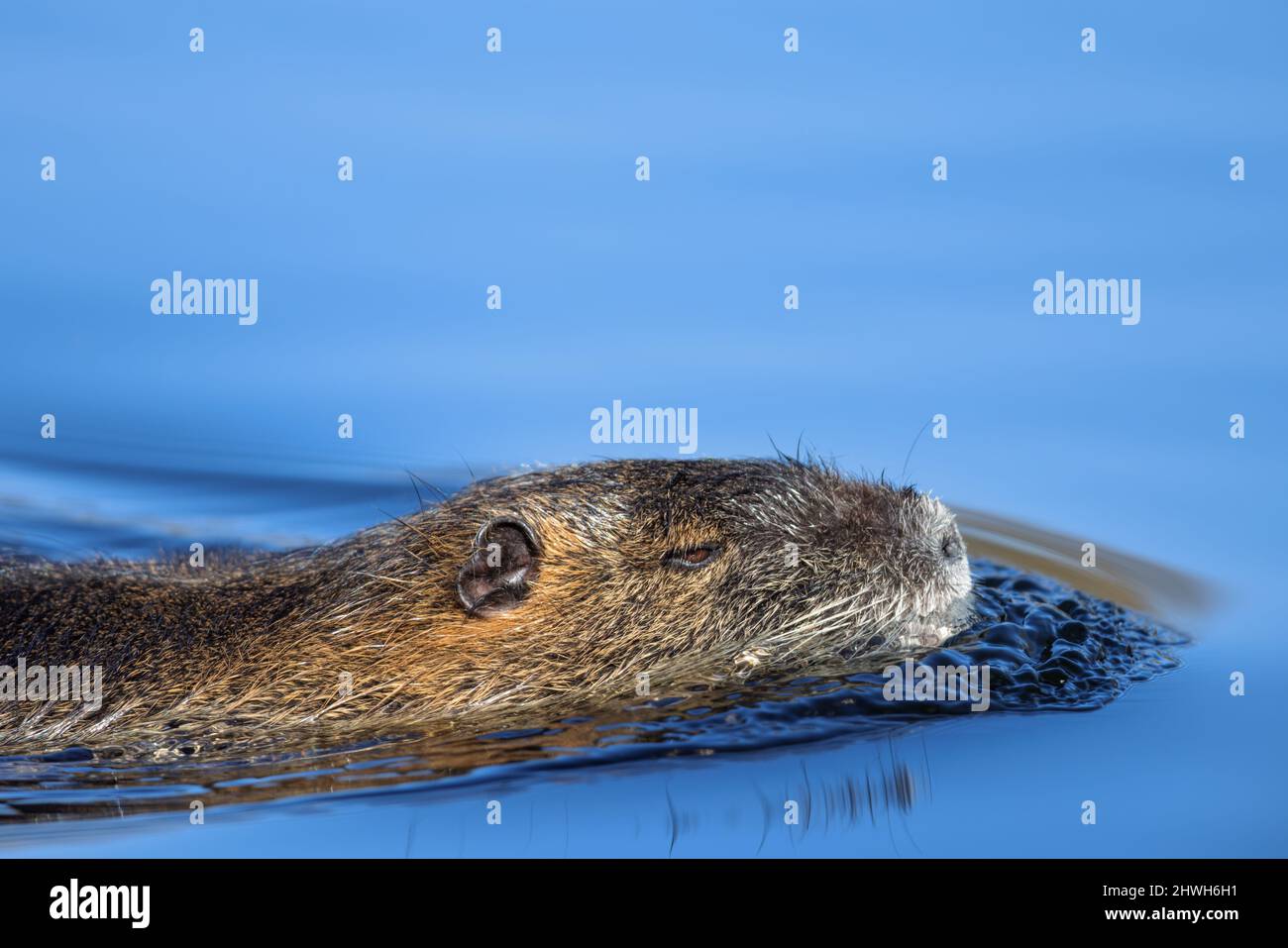 Nutria (Myocastor coypus) swimming on a lake in the nature protection area Mönchbruch near Frankfurt, Germany. Stock Photo
