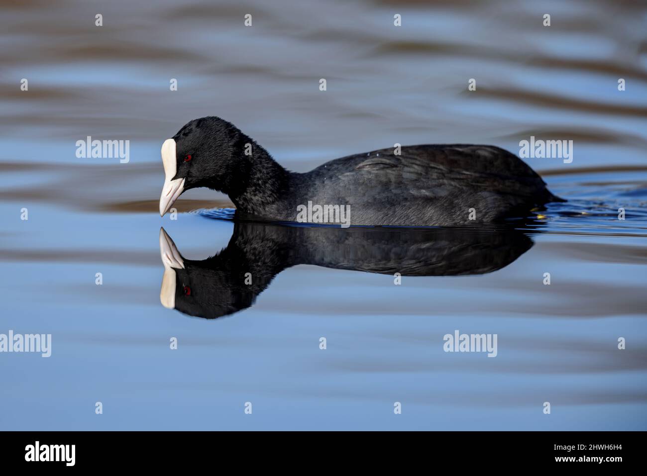 Eurasian coot (Fulica atra) swimming on a lake in the nature protection area Mönchbruch near Frankfurt, Germany. Stock Photo