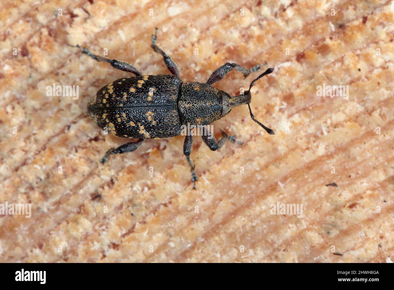 Snout beetle (Hylobius abietis) sitting on pine wood, macro photo. Stock Photo