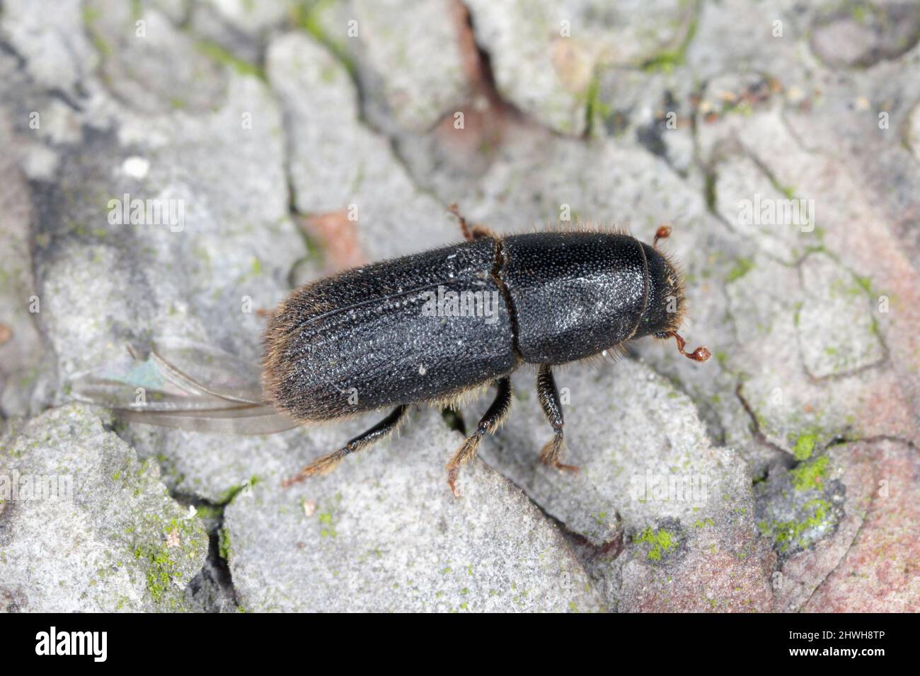 Hylurgus ligniperda - common bark beetle damaged pines in the forests. Beetle on the bark of a tree. Stock Photo