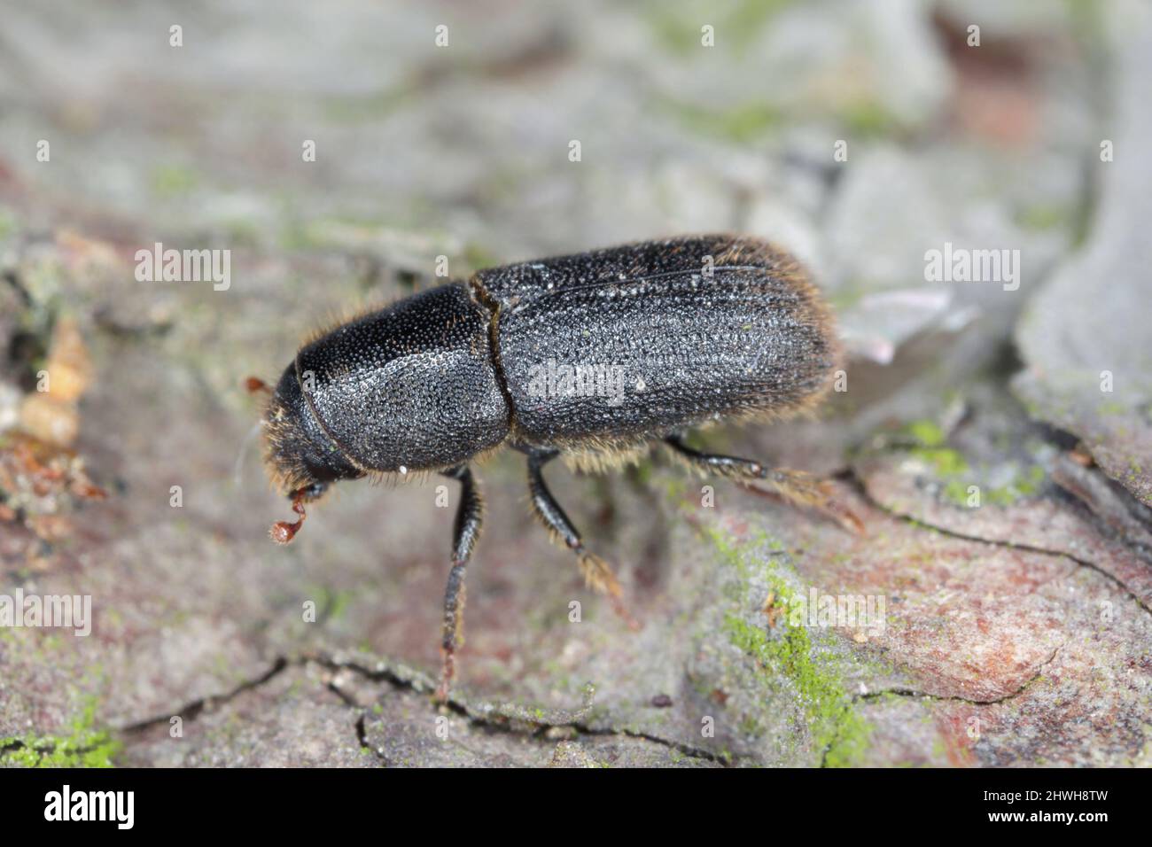 Hylurgus ligniperda - common bark beetle damaged pines in the forests. Beetle on the bark of a tree. Stock Photo