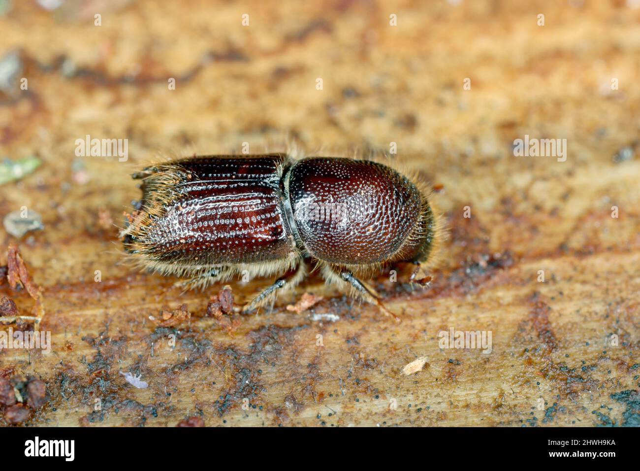 Ips sexdentatus is a species of weevil in the beetle family ...