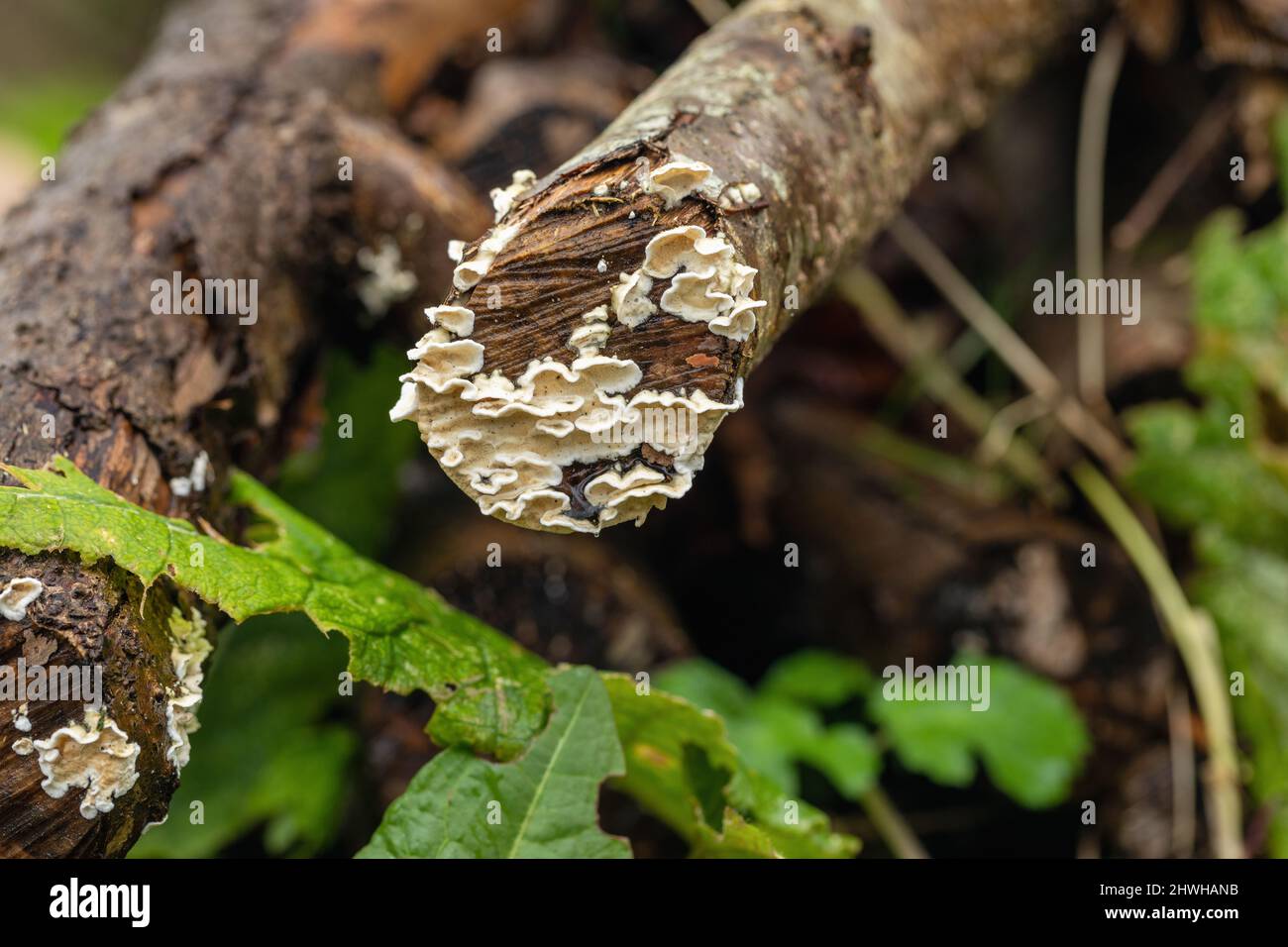 White tree fungus hires stock photography and images Alamy