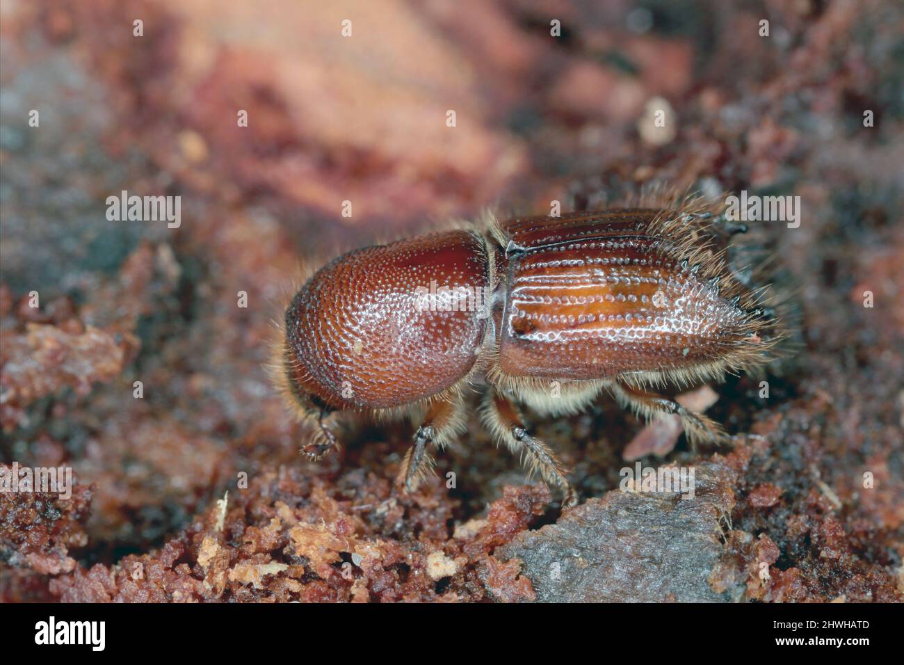 The European spruce bark beetle (Ips typographus), is a species of