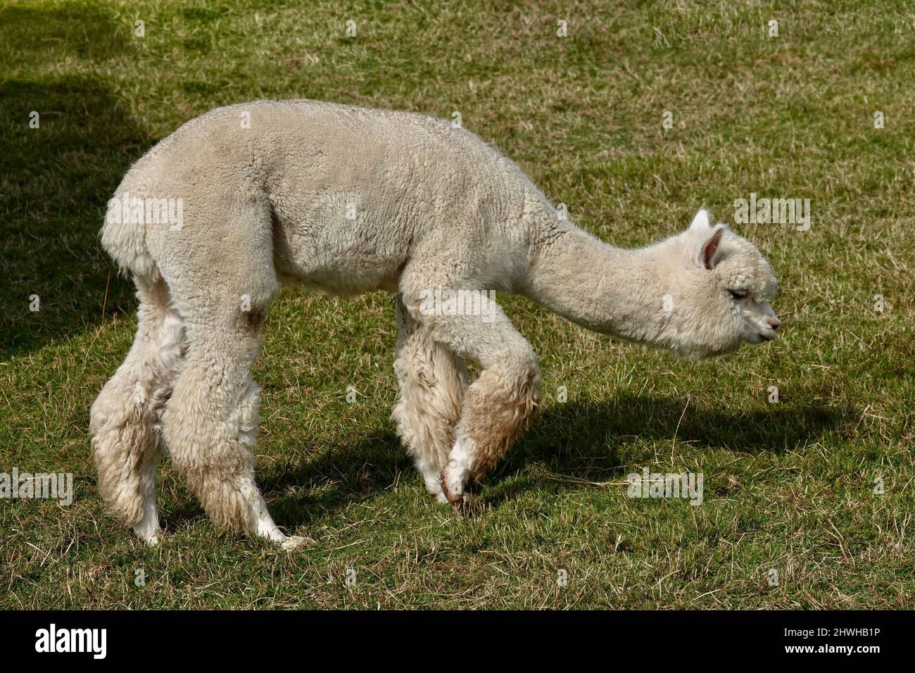 Cute adult llama alpaca standing on green grass and is about to eat grass. Stock Photo