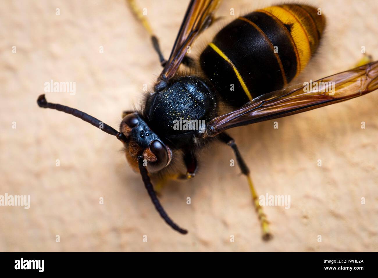 Galicia Velutin Wasp Macro Shop Close Up Stock Photo