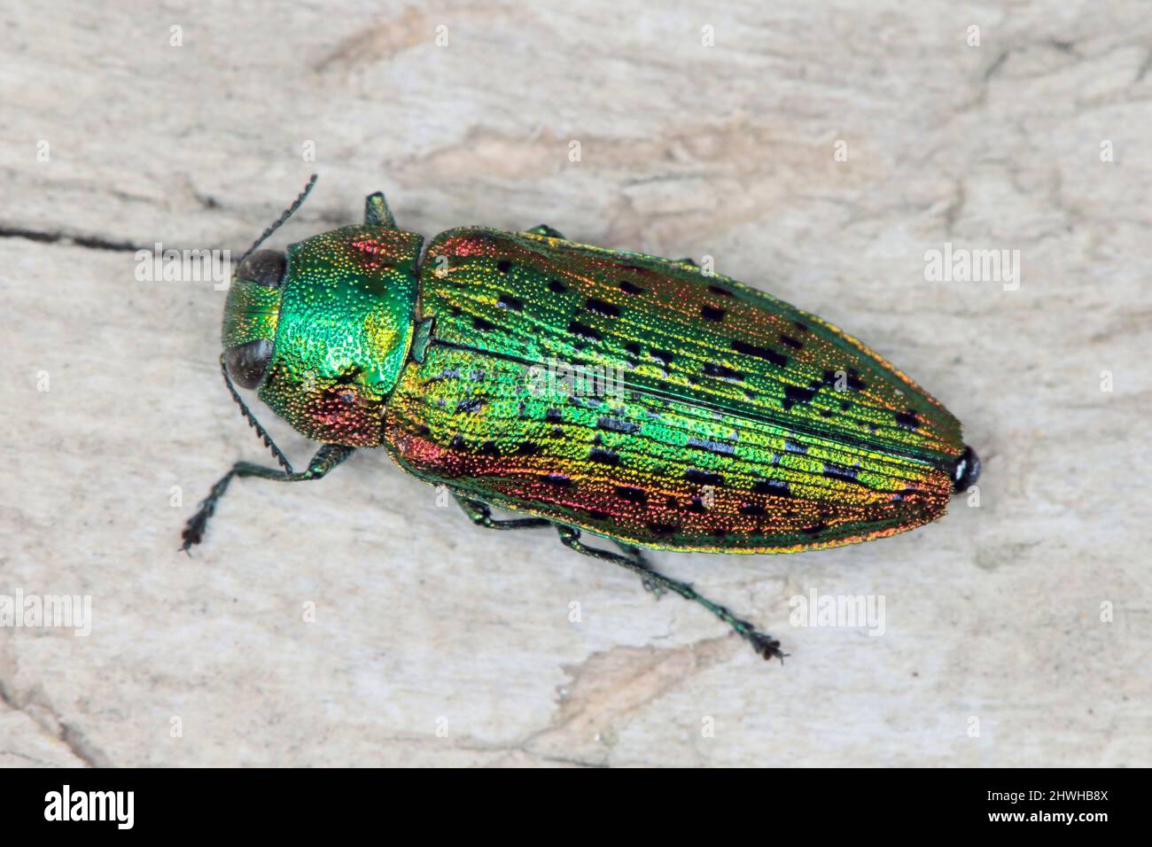 Elm tree jewel beetle Lamprodila decipiens. A colorful insect species occurring in Europe in its natural environment. Stock Photo
