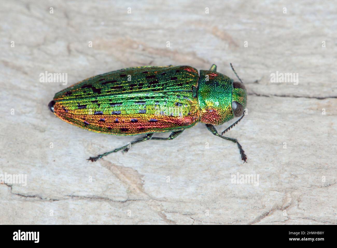 Elm tree jewel beetle Lamprodila decipiens. A colorful insect species occurring in Europe in its natural environment. Stock Photo
