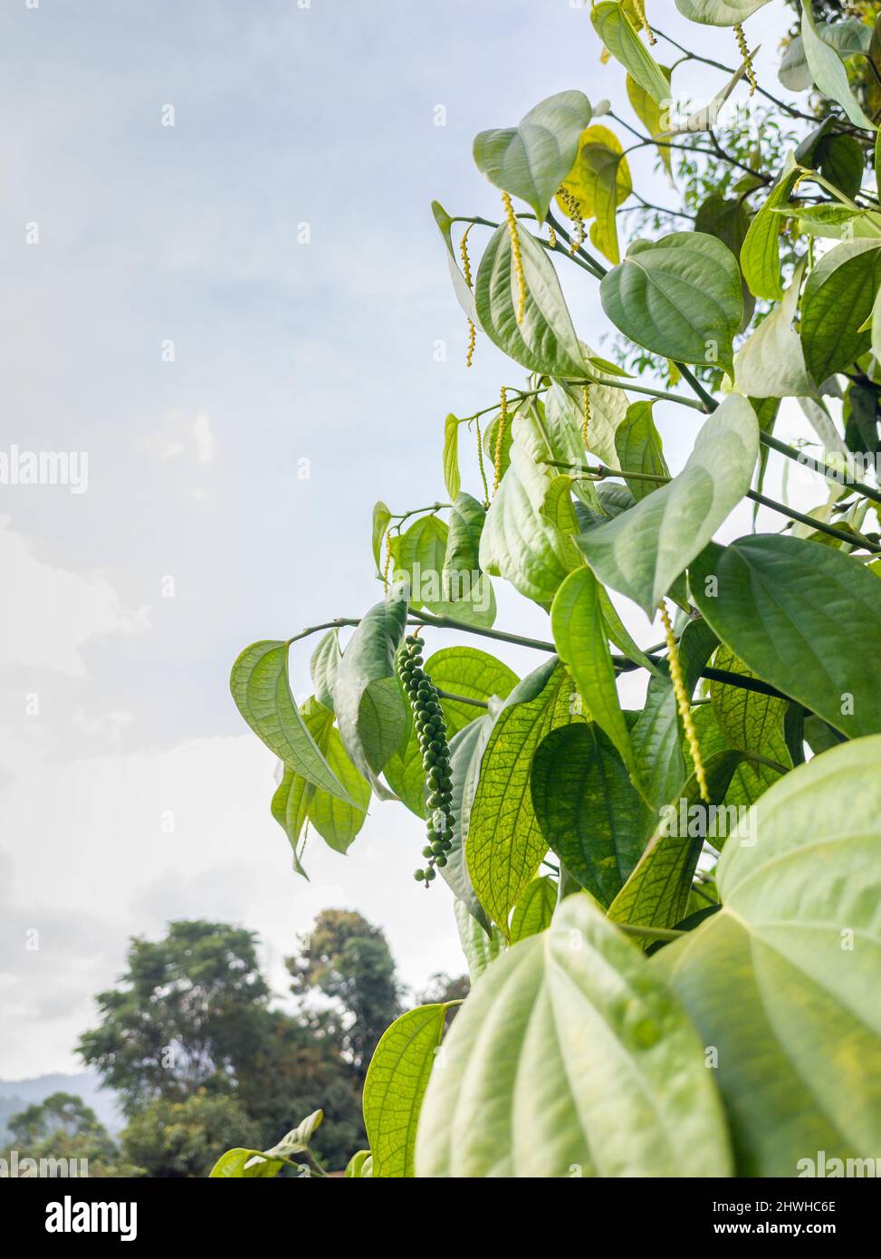 black pepper plant with peppercorns, piper nigrum growing in natural ...