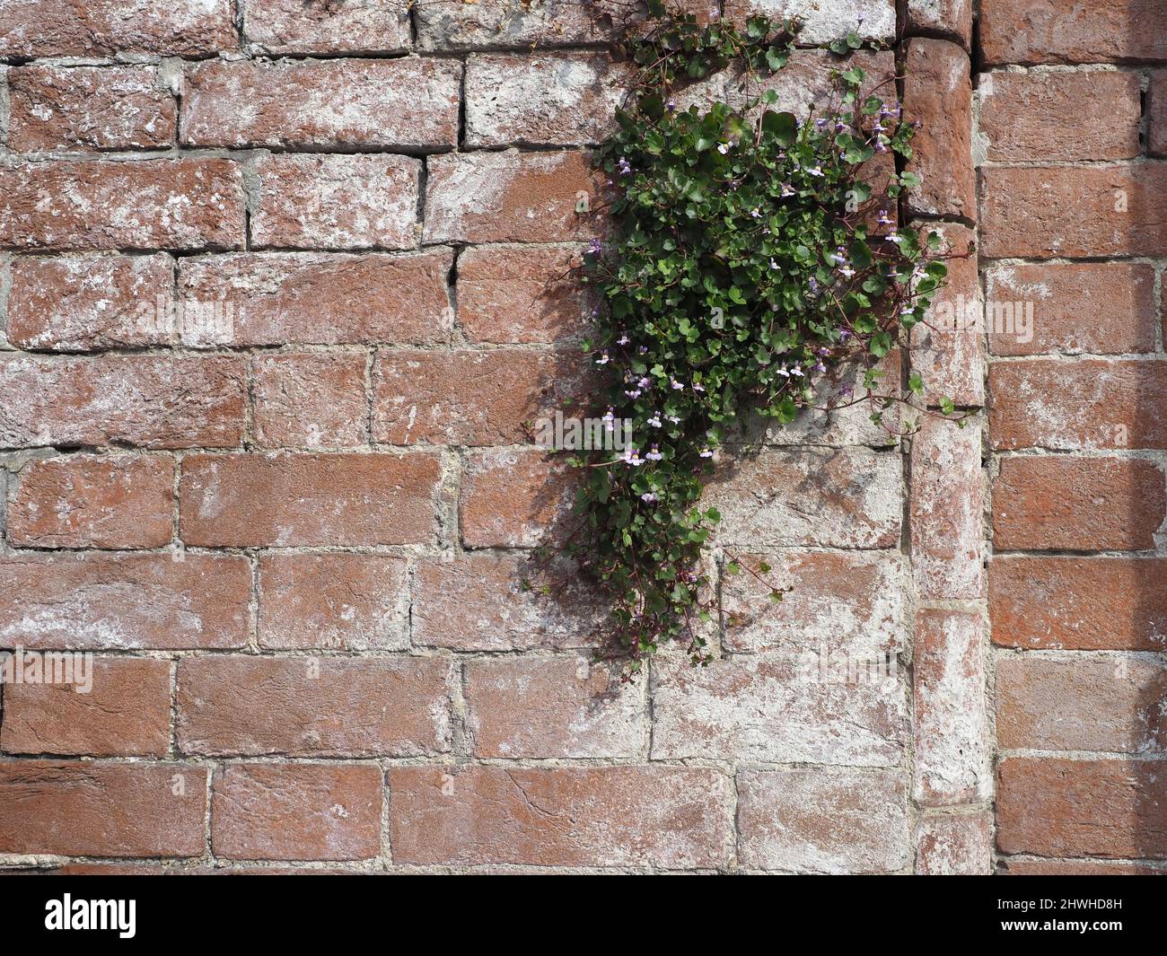 damage caused by efflorescence dampness and moisture on a red brick