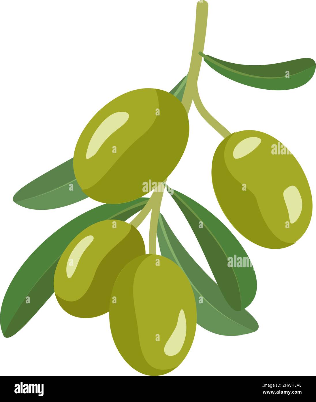 Branch of green olives with fruits and leaves. Greek traditional food. Vector flat illustration Stock Vector