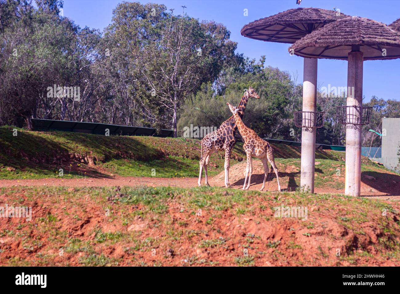 Feb 13, 2022, Rabat, Morocco: Two giraffe embrace at zoo park Stock ...