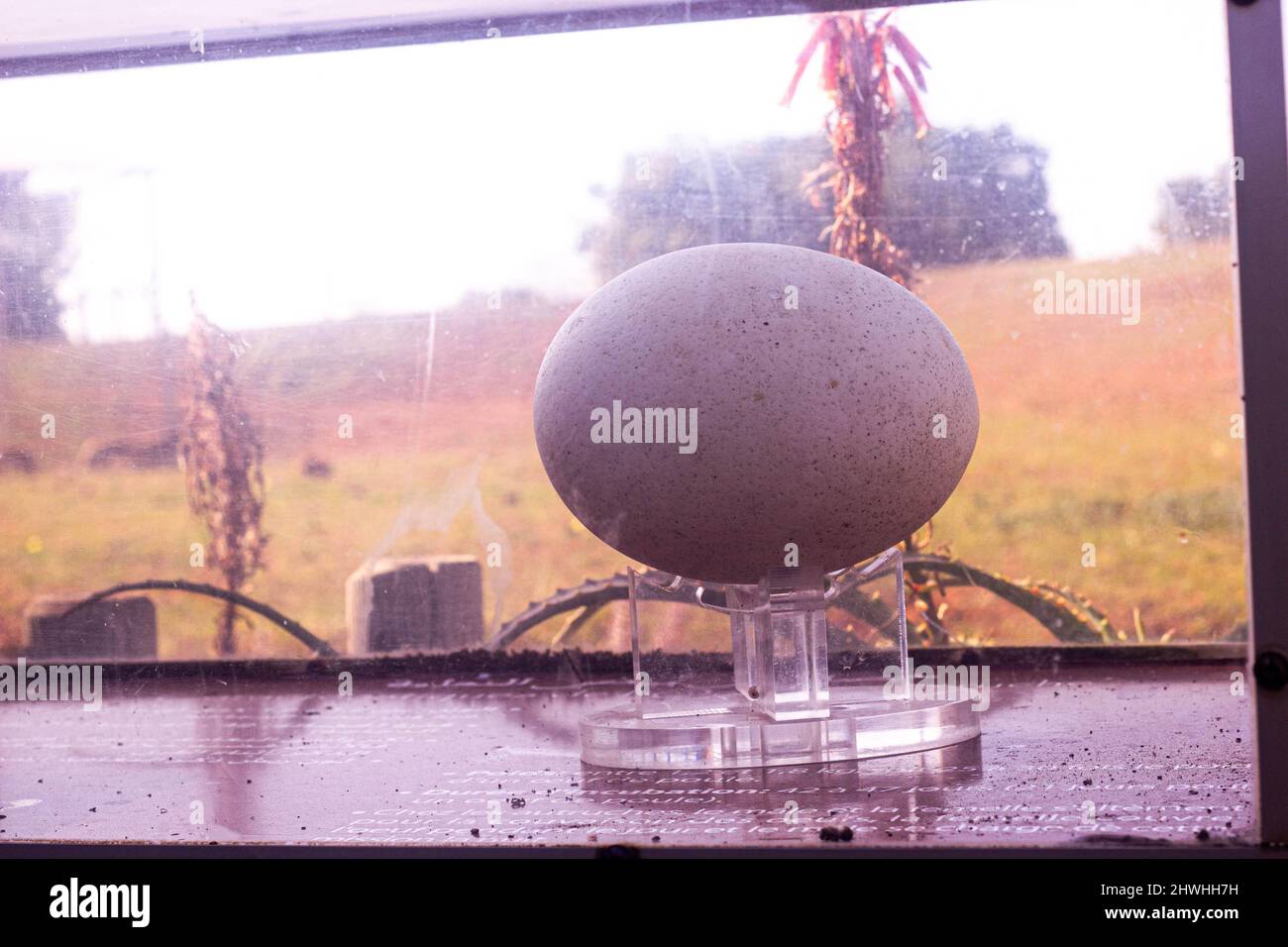Feb 13, 2022, Rabat, Morocco Bigg Ostrich egg in a glass cage in