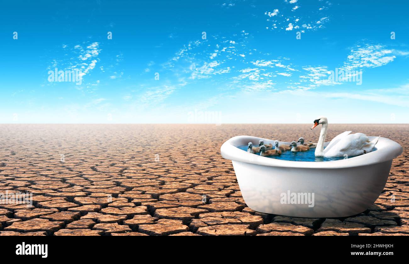 Swan and her babies inside a bathtub in a dry hot desert. Stock Photo