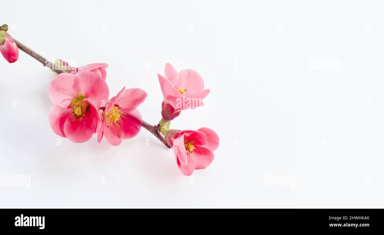 Blooming red plum tree branch on white background with copy space Stock
