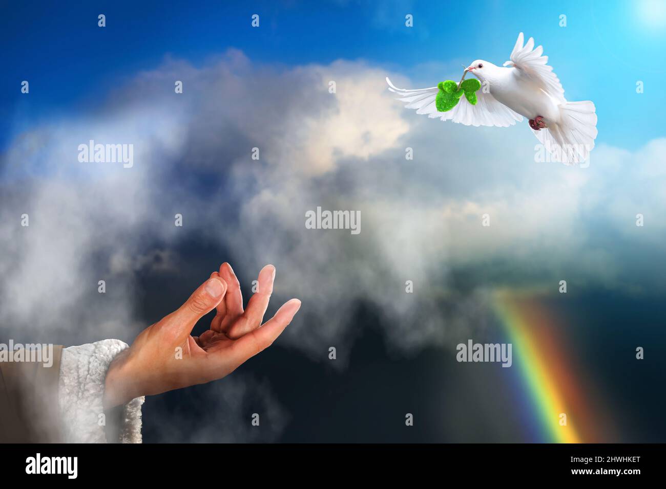 White dove bird returning to Noah carrying fresh olive leaf. Noah's ark bible story theme concept. Stock Photo