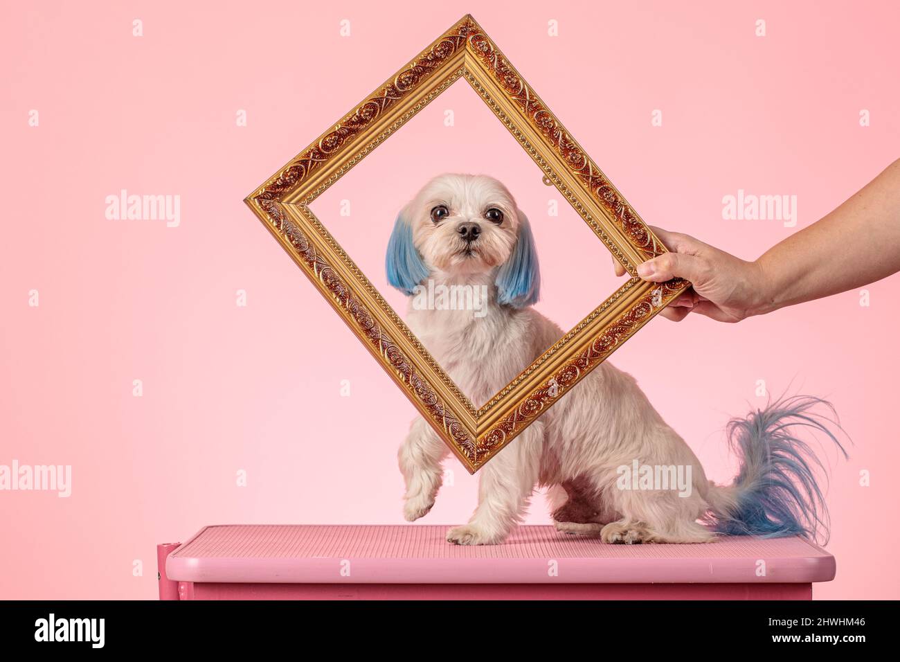 a Maltese dog with painted ears and tail in blue looks through a photo frame Stock Photo
