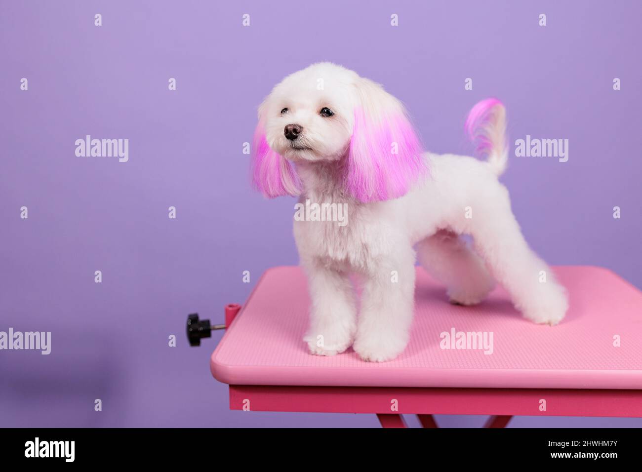 Maltese receives a new hairstyle from dog groomers. The pup has pink