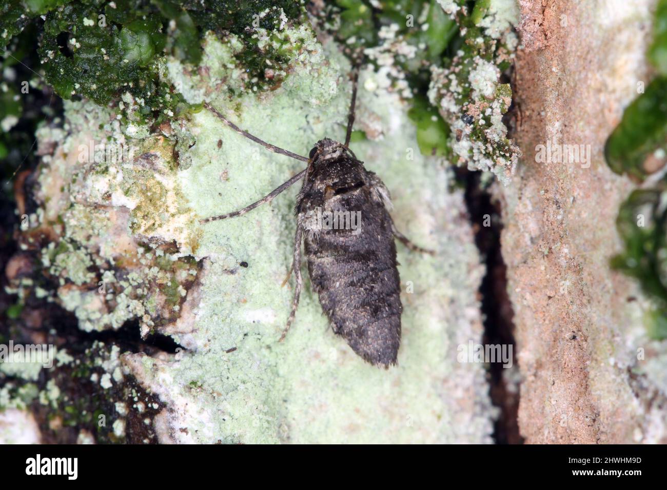 Winter Moth - Operophtera brumata. It is a moth of the family Geometridae. Short-winged female on the bark of a tree. Stock Photo