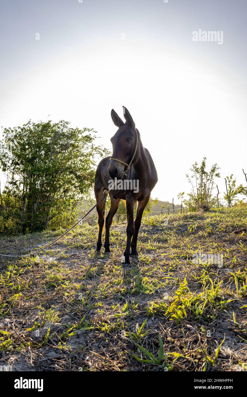 Work mule hi-res stock photography and images - Alamy