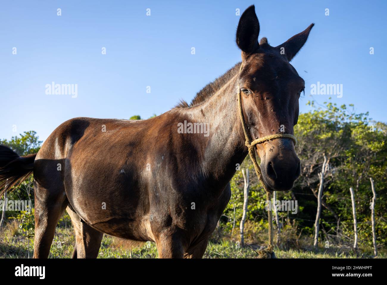 Beautiful male specimen of brown mule in its natural habitat. Equine animal for heavy work. Large mammal. Stock Photo