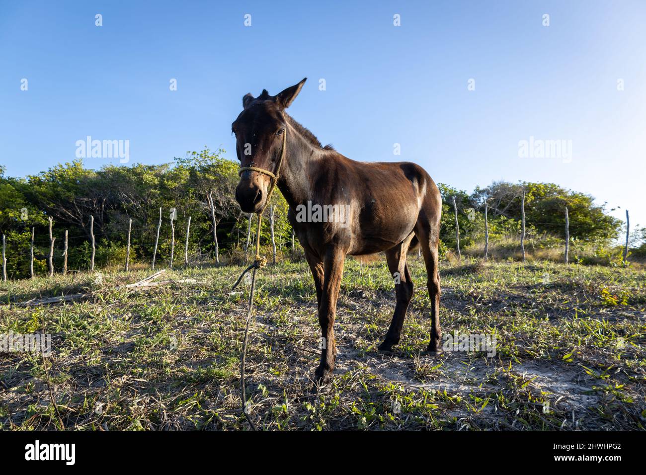 Beautiful male specimen of brown mule in its natural habitat. Equine animal for heavy work. Large mammal. Stock Photo