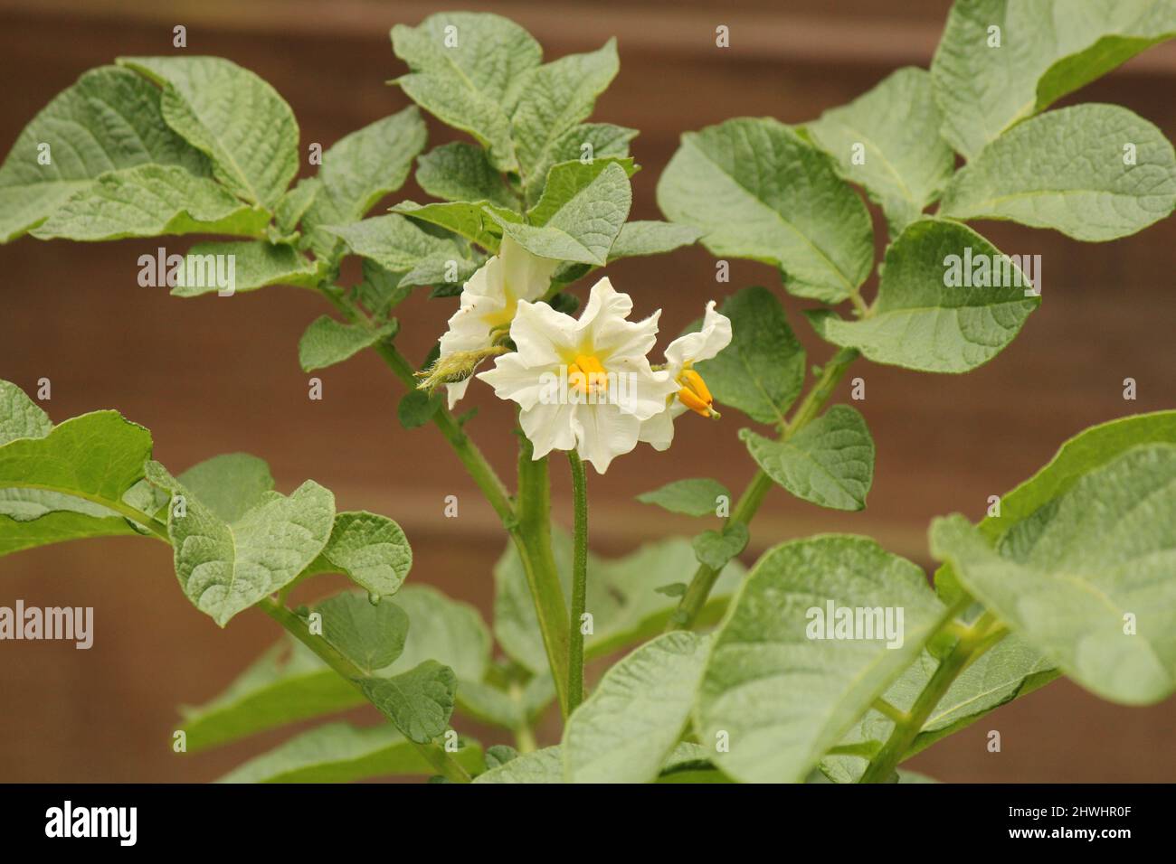 a beautiful white flower with a yellow heart of a potato plant in the vegetable garden in springtime Stock Photo