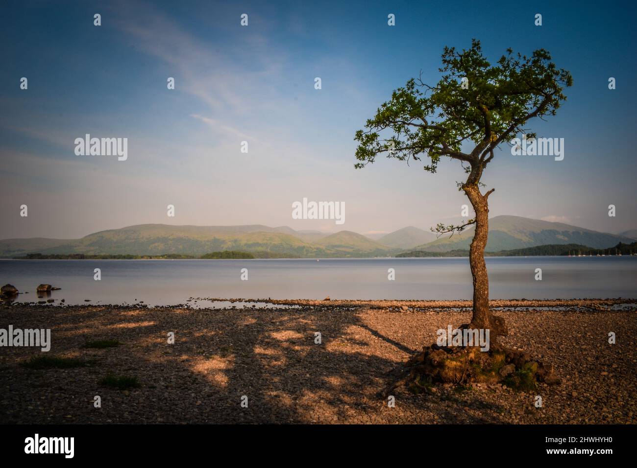 Lonely Tree by Lake in Scotland sunny day with mountains  Stock Photo