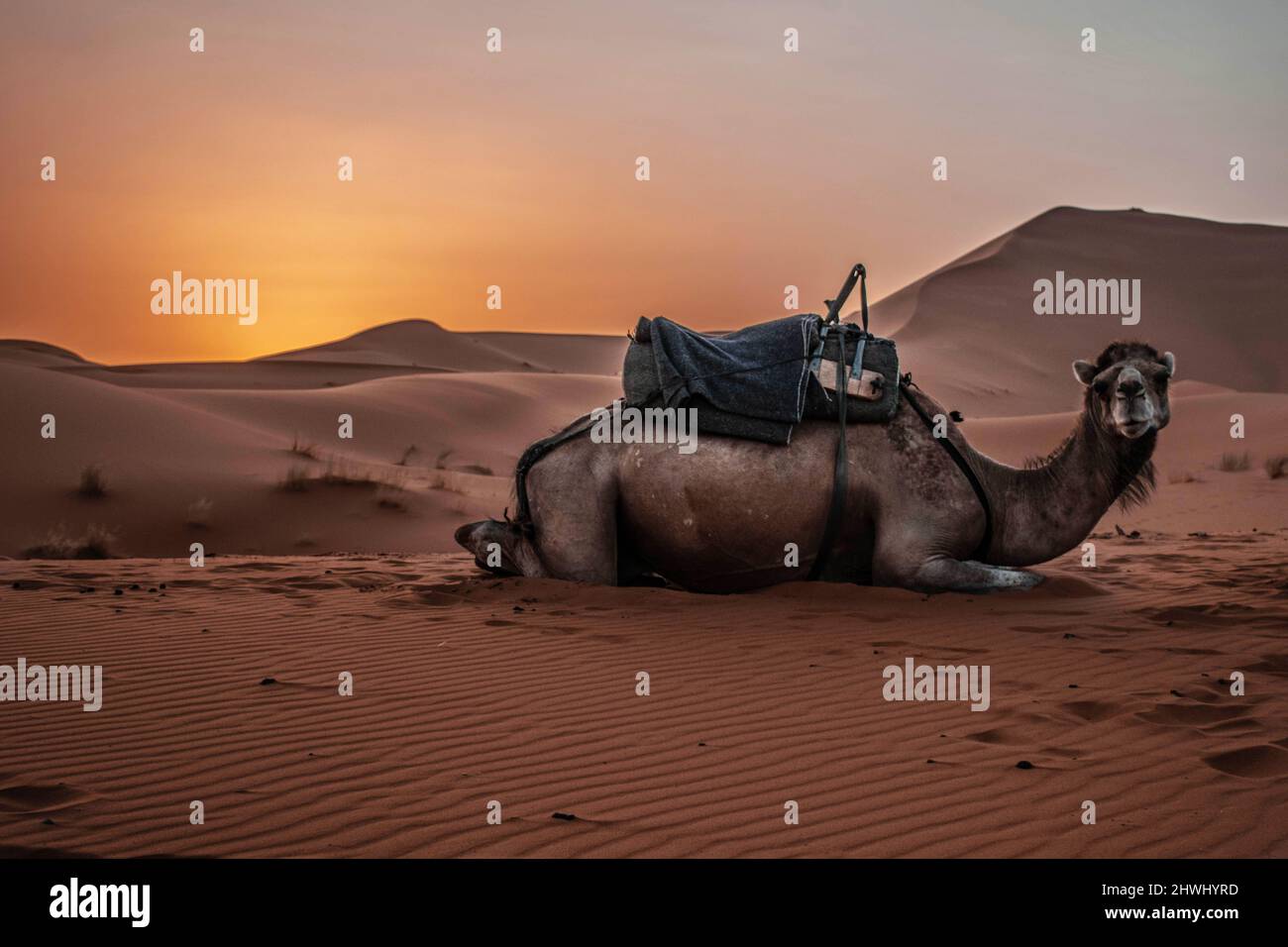 Camel Dromedary animal in Sahara Desert with sunset and sand dunes Stock Photo