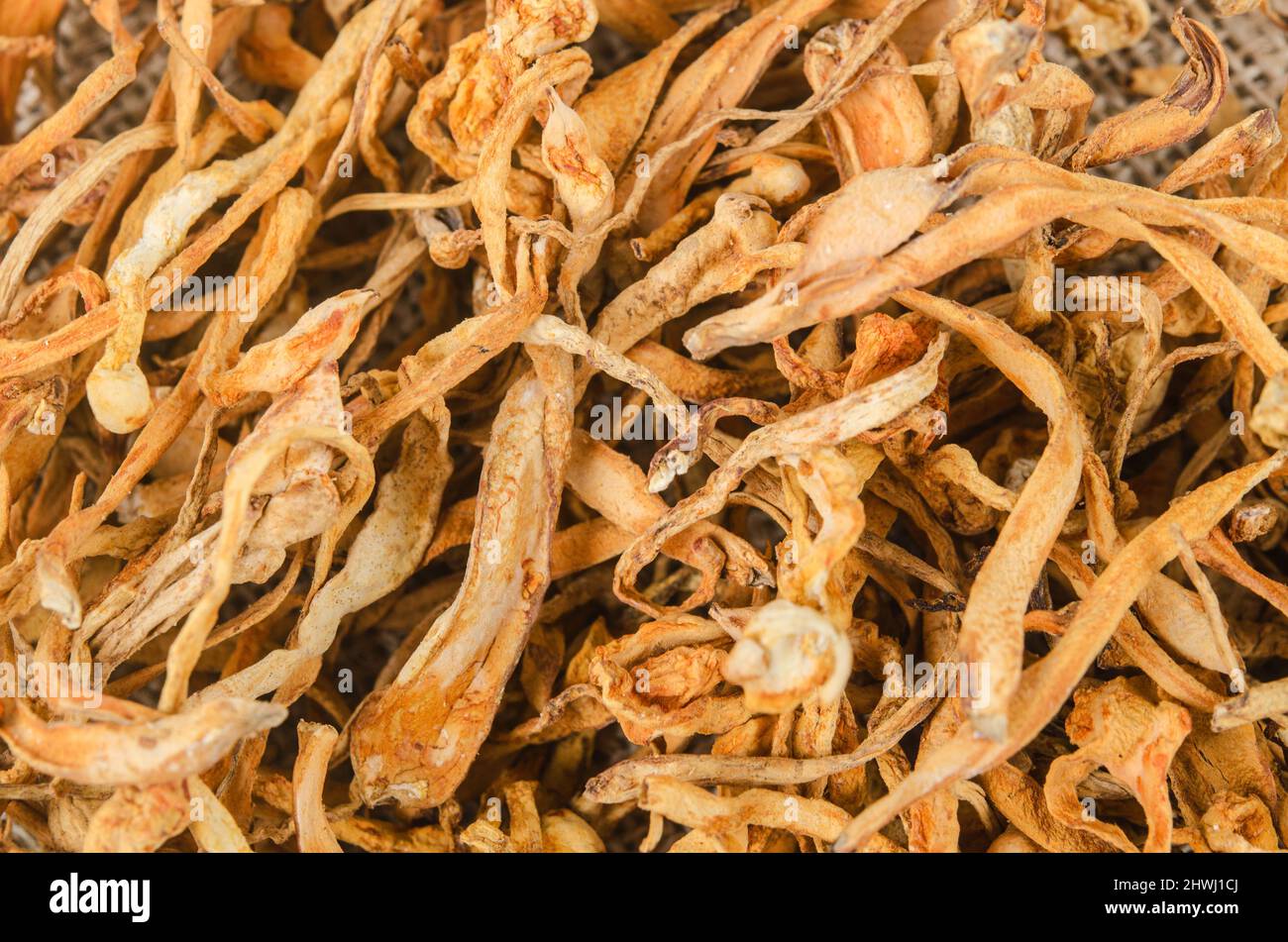 Dried cordyceps militaris mushroom flower texture as background Stock
