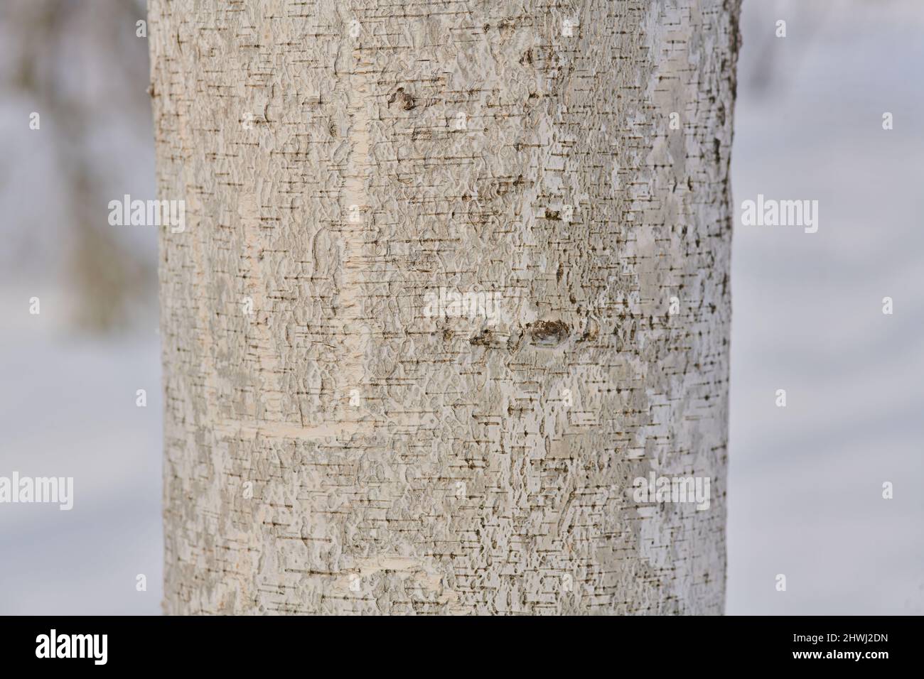 Frozen trunk hi-res stock photography and images - Alamy