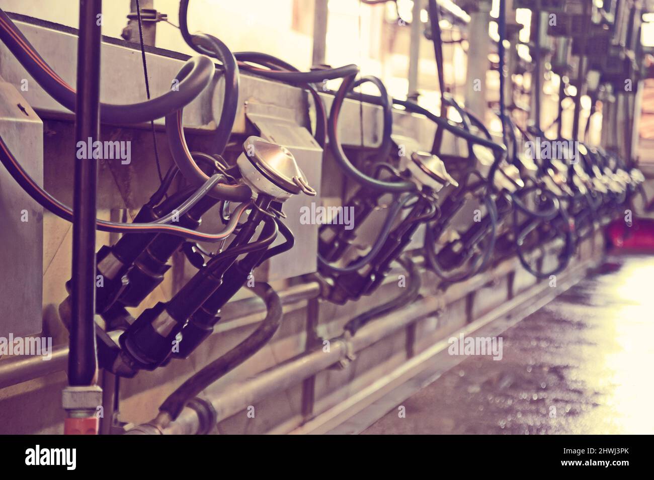 Mechanized milking equipment Stock Photo