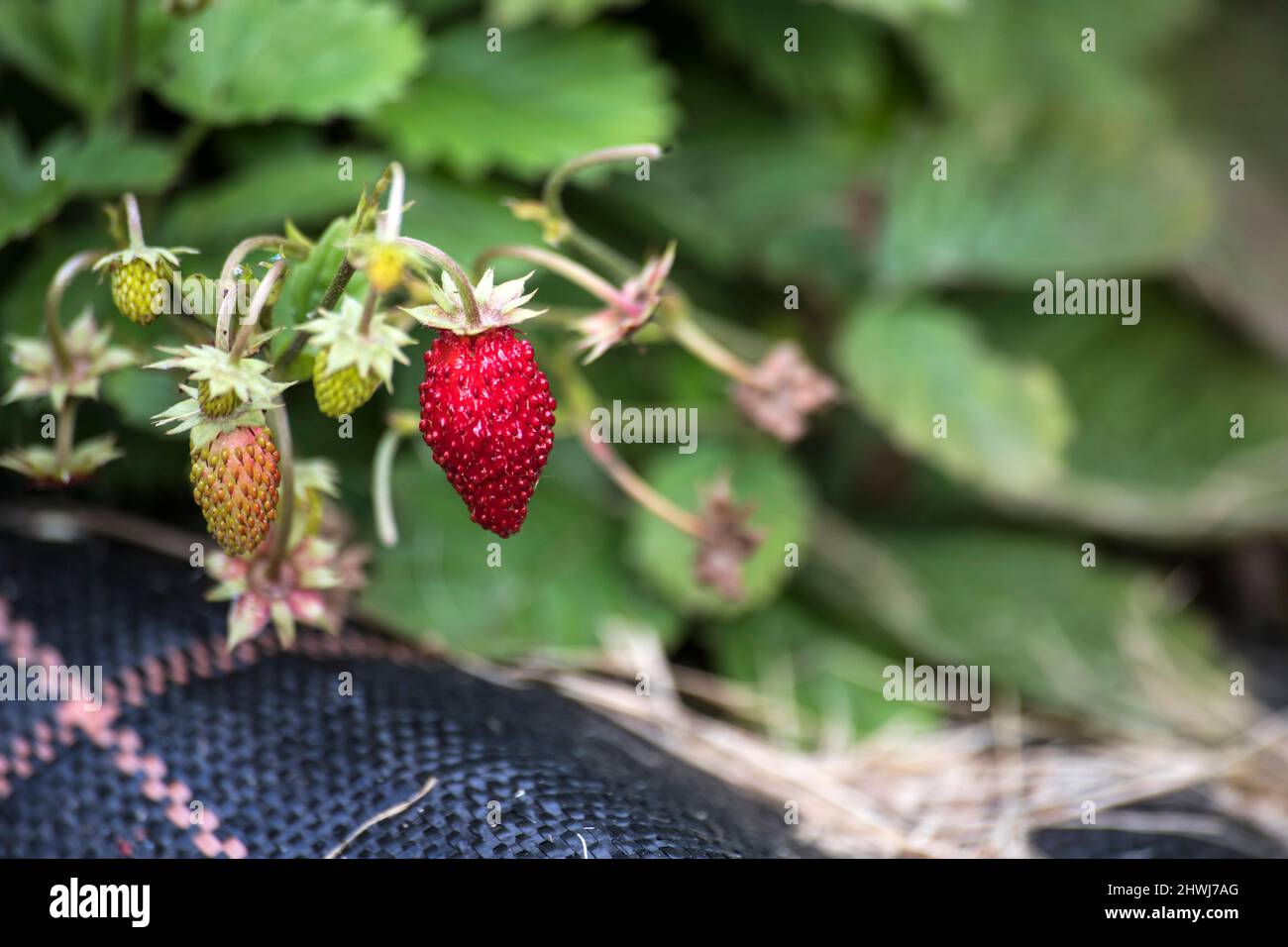 fresh wild strawberries in garden Stock Photo - Alamy